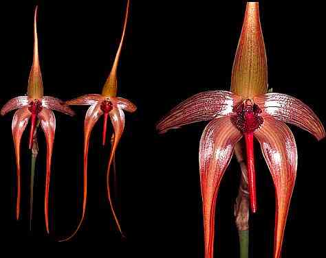 Bulbophyllum echinolabium